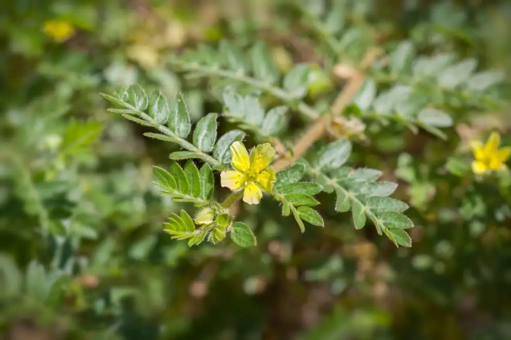 Rhodiola Ingredient