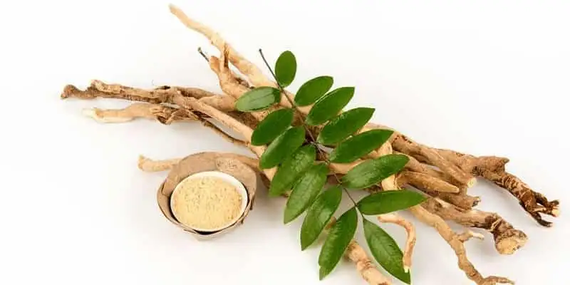 Schisandra Ingredient